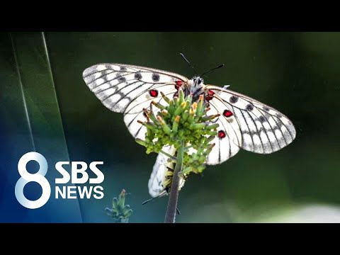 멸종위기종 '붉은점 모시나비' 서식지 옆에 개발계획? / SBS