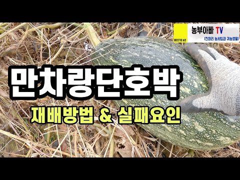 만차랑 단호박 재배방법 그리고 어떻게 하면 실패하는지